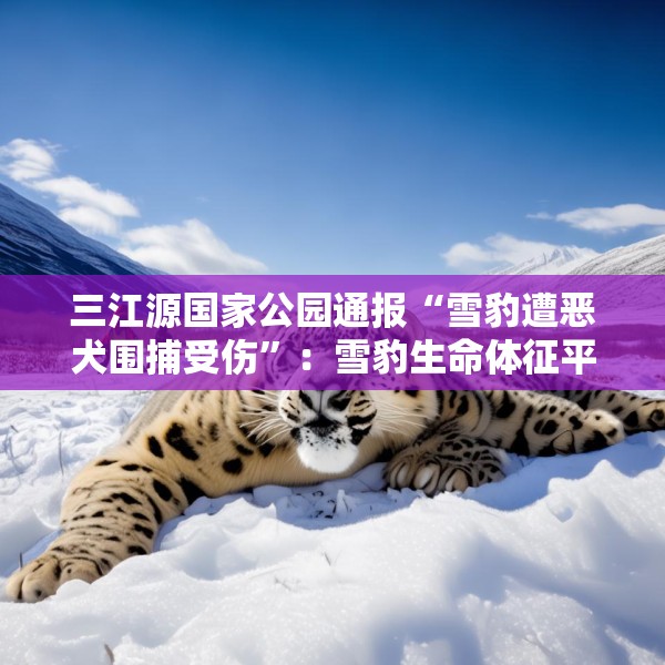 三江源国家公园通报“雪豹遭恶犬围捕受伤”：雪豹生命体征平稳，两只牧羊犬伤重死亡